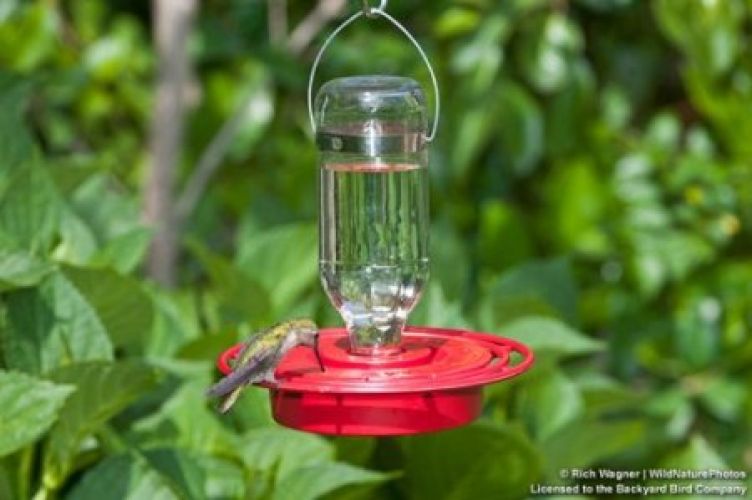 Best-1 8oz. Hummingbird Feeder